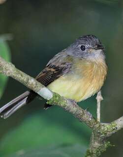褐胸斑翅霸鹟 / Tawny-chested Flycatcher / Aphanotriccus capitalis