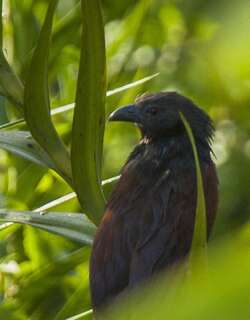 绿鸦鹃 / Philippine Coucal / Centropus viridis