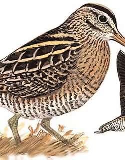 林沙锥 / Wood Snipe / Gallinago nemoricola