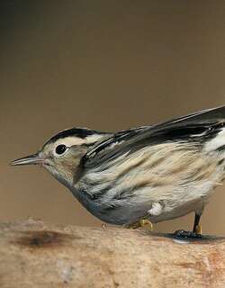 黑白森莺 / Black-and-white Warbler / Mniotilta varia