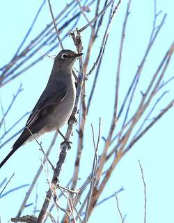 坦氏孤鸫 / Townsend’s Solitaire / Myadestes townsendi