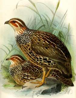环颈鹧鸪 / Ring-necked Francolin / Scleroptila streptophora