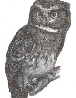白喉角鸮 / White-throated Screech Owl / Megascops albogularis