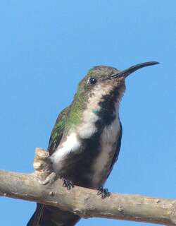 巴拿马芒果蜂鸟 / Veraguan Mango / Anthracothorax veraguensis
