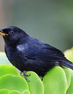 黑刺花鸟 / Black Flowerpiercer / Diglossa humeralis