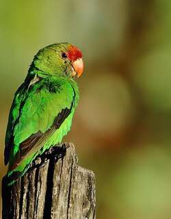 黑翅牡丹鹦鹉 / Black-winged Lovebird / Agapornis taranta