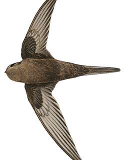斯氏雨燕 / Schouteden’s Swift / Schoutedenapus schoutedeni