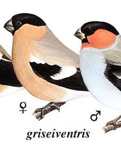 红腹灰雀 / Eurasian Bullfinch / Pyrrhula pyrrhula