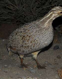 南山䳍 / Patagonian Tinamou / Tinamotis ingoufi