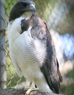 白尾鵟 / White-tailed Hawk / Geranoaetus albicaudatus