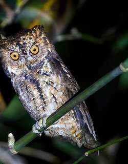 苏拉威西角鸮 / Sulawesi Scops Owl / Otus manadensis