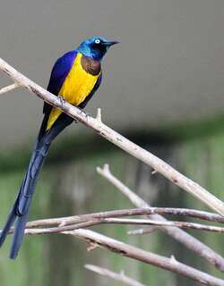 金胸丽椋鸟 / Golden-breasted Starling / Lamprotornis regius