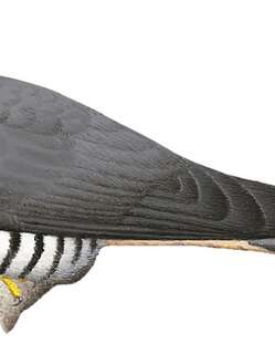 巽他杜鹃 / Sunda Cuckoo / Cuculus lepidus