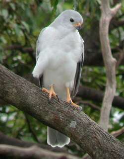 灰鹰 / Grey Goshawk / Accipiter novaehollandiae