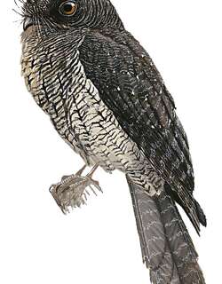 华氏裸鼻鸱 / Wallace’s Owlet-nightjar / Aegotheles wallacii