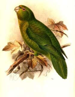 安第斯鹦哥 / Andean Parakeet / Bolborhynchus orbygnesius
