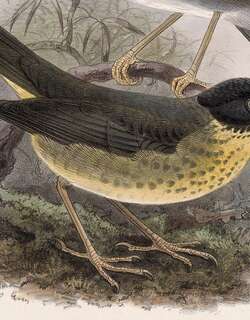 斑夜鸫 / Gould’s Nightingale-Thrush / Catharus dryas
