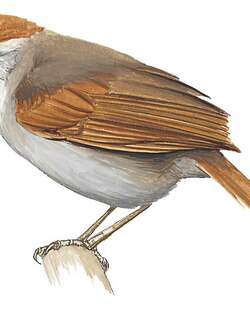 泰普针尾雀 / Tepui Spinetail / Cranioleuca demissa