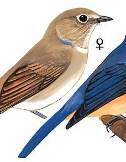 棕腹大仙鹟 / Fujian Niltava / Niltava davidi