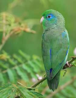 眼镜鹦哥 / Spectacled Parrotlet / Forpus conspicillatus