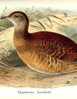 巴氏穴䳍 / Bartlett’s Tinamou / Crypturellus bartletti