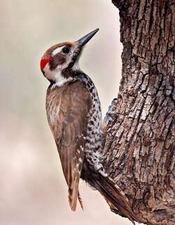 亚利桑那啄木鸟 / Arizona Woodpecker / Leuconotopicus arizonae