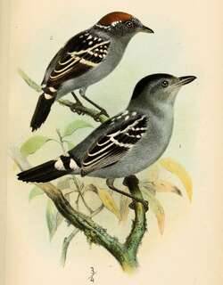纹背蚁鵙 / Streak-backed Antshrike / Thamnophilus insignis