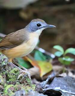 短尾雅鹛 / Short-tailed Babbler / Pellorneum malaccense