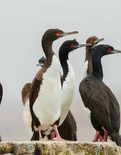 南美鸬鹚 / Guanay Cormorant / Leucocarbo bougainvillii