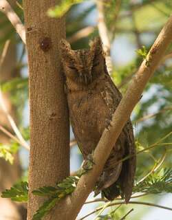 南菲律宾角鸮 / Mantanani Scops Owl / Otus mantananensis