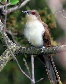 黑嘴美洲鹃 / Black-billed Cuckoo / Coccyzus erythropthalmus