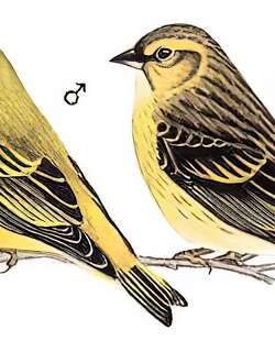 藏黄雀 / Tibetan Serin / Spinus thibetanus