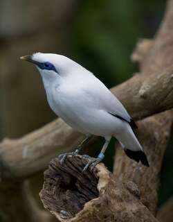 长冠八哥 / Bali Myna / Leucopsar rothschildi