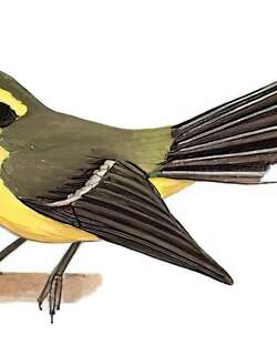 黄腹扇尾鹟 / Yellow-bellied Fantail / Chelidorhynx hypoxanthus