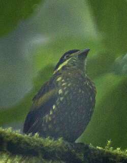 鳞斑食果伞鸟 / Scaled Fruiteater / Ampelioides tschudii