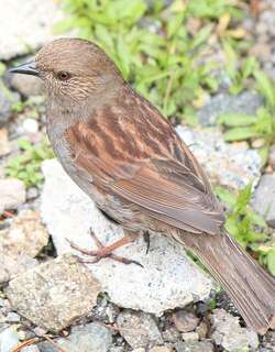 红岩鹨 / Japanese Accentor / Prunella rubida