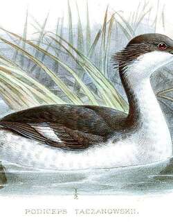 秘鲁䴙䴘 / Junin Grebe / Podiceps taczanowskii