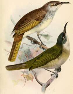 鳞顶岩吸蜜鸟 / Scaly-crowned Honeyeater / Lichmera lombokia
