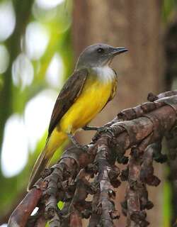 黄白喉霸鹟 / Sulphury Flycatcher / Tyrannopsis sulphurea