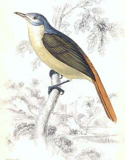 旋木鹎 / Red-tailed Leaflove / Phyllastrephus scandens