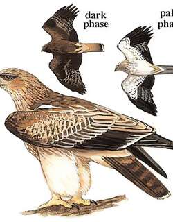 靴隼雕 / Booted Eagle / Hieraaetus pennatus