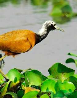 马岛雉鸻 / Madagascan Jacana / Actophilornis albinucha