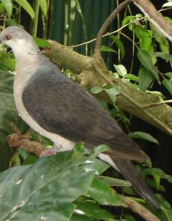 白头鸽 / White-headed Pigeon / Columba leucomela