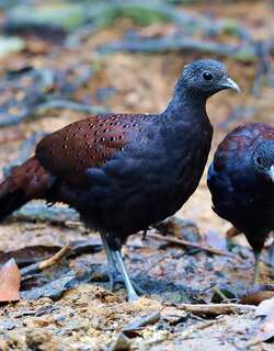 山孔雀雉 / Mountain Peacock-Pheasant / Polyplectron inopinatum