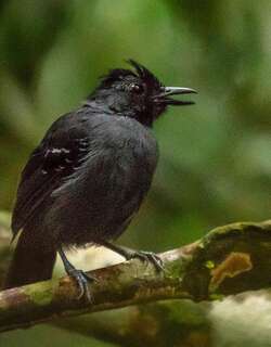 黑头蚁鸟 / Black-headed Antbird / Percnostola rufifrons