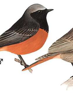 赭红尾鸲 / Black Redstart / Phoenicurus ochruros