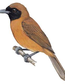 伦纳鵙嘴鹟 / Rennell Shrikebill / Clytorhynchus hamlini