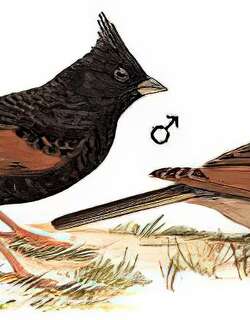 凤头鹀 / Crested Bunting / Emberiza lathami