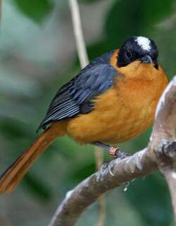 白冠歌䳭 / Snowy-crowned Robin-Chat / Cossypha niveicapilla