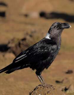 非洲渡鸦 / White-necked Raven / Corvus albicollis